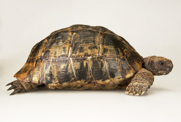 Fototapeta na wymiar Tortoise on white background