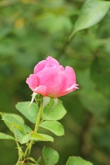 Beautiful roses is blooming in the garden