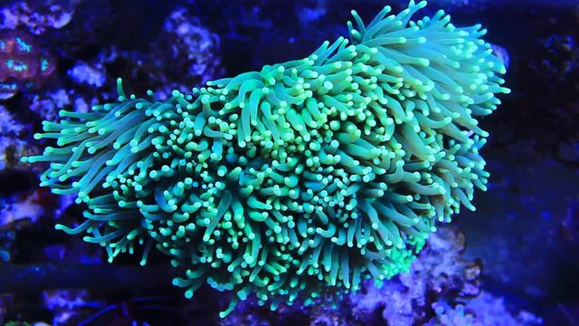 Euphyllia torch LPS coral