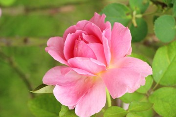 Beautiful roses is blooming in the garden