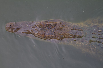 Close up of Siamese Crocodile