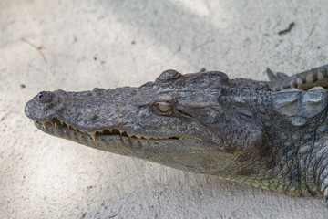 Close up of Siamese Crocodile