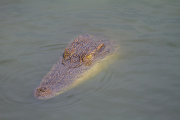 Close up of Siamese Crocodile