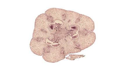 cross section cut of a lily fruit under the microscope
