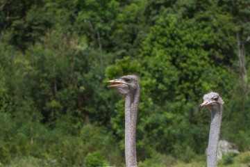 ostrich bird head portrait