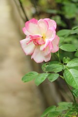 Beautiful roses is blooming in the garden