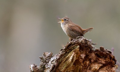 Wren on a stock