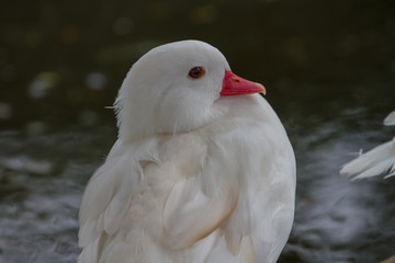 Lesser Whistling Duck  but it's white color