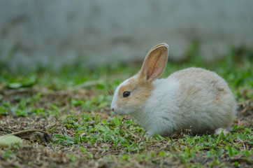 Little rabbit on green grass