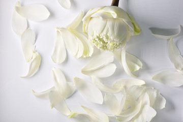 Obraz na płótnie Canvas white lotus petals isolated on white background