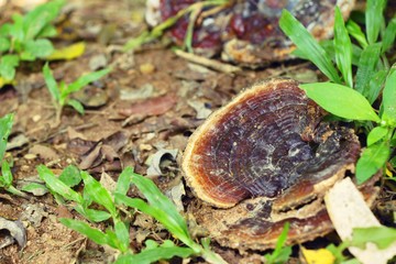 Lingzhi mushroom or Ganoderma lucidum with nature