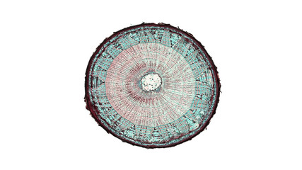 cross section cut of a lime stem under the microscope