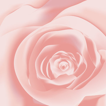 Pink rose close-up background