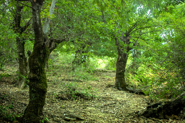 mountainous terrain. forests and trees