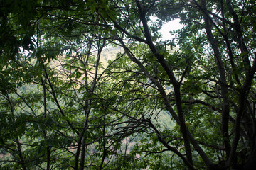 mountainous terrain. forests and trees