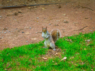 Squirrel on the grass
