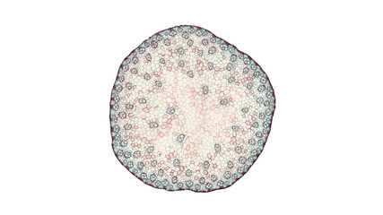 cross section cut of a corn stem under the microscope