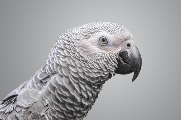 African Grey Parrot on grey background