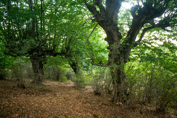mountainous terrain. forests and trees