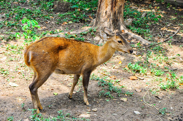 A little deer in the forest