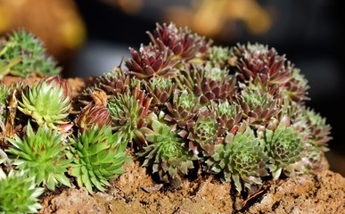 Dekorative Hauswurze (Sempervivum) eingepflanzt in einem Lavastein