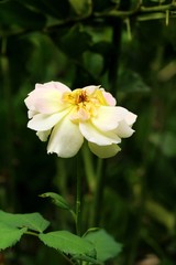 Beautiful roses is blooming in the garden