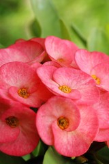 Euphorbia milli crown of thorns in nature