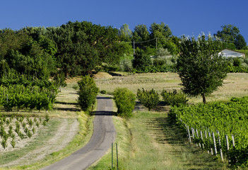 Landscape between Imola and Riolo Terme (Emilia Romagna)