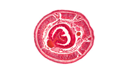 cross section cut of an earthworm under the microscope