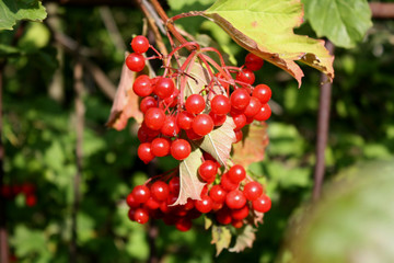 red berries on a tree