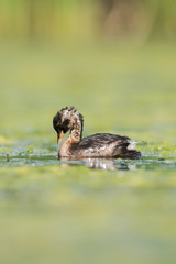 Little Grebe, Grebe, Tachybaptus ruficollis