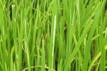 Fototapeta na wymiar Mildew on rice leaf