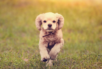 dog is running at sunset