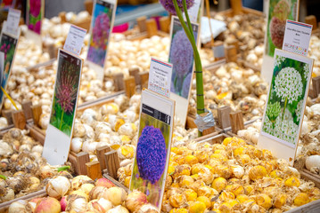 Fototapeta premium Bulbs for sale in Bloemenmarkt (Amsterdam)