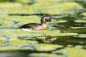 Little Grebe, Grebe, Tachybaptus ruficollis
