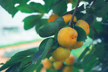 Fresh persimmons fruit growing on persimmon tree.