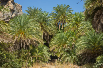 Obraz na płótnie Canvas Palmenstrand auf Kreta