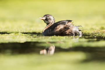 Little Grebe, Grebe, Tachybaptus ruficollis