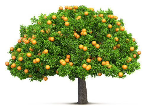 orange tree isolated 3D illustration