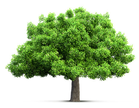 tree isolated 3D illustration