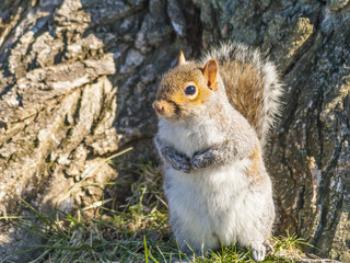 Backenhörnchen