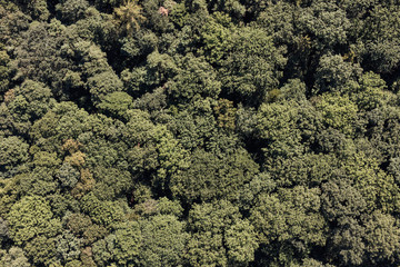aerial view of the  green forest