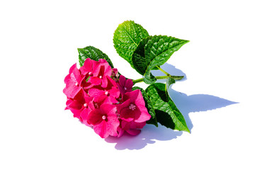 Rosa pink Hortensie hortensien hydragea isoliert freigestellt auf weißen Hintergrund, Freisteller