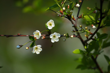branch of apple tree with blossoming flowers close-up.