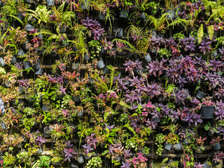 Colorful nature plant wall background