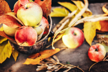 Naklejka na ściany i meble autumn fresh red apples in garden shoot above