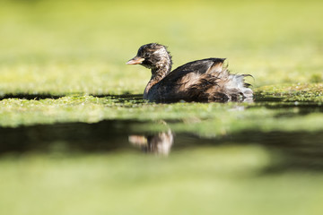 Little Grebe, Grebe, Tachybaptus ruficollis