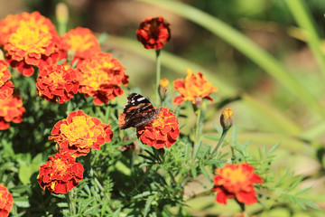 Colored butterfly on flowers calendula...