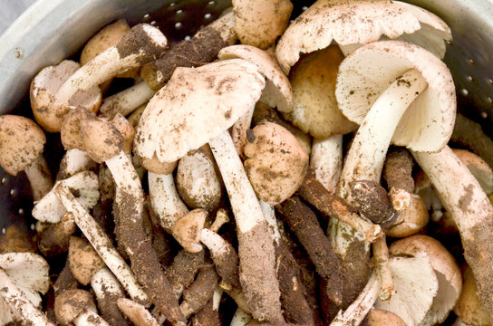 termite mushroom