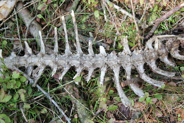 Skelett (Wirbelsäule) von einem Reh im Wald